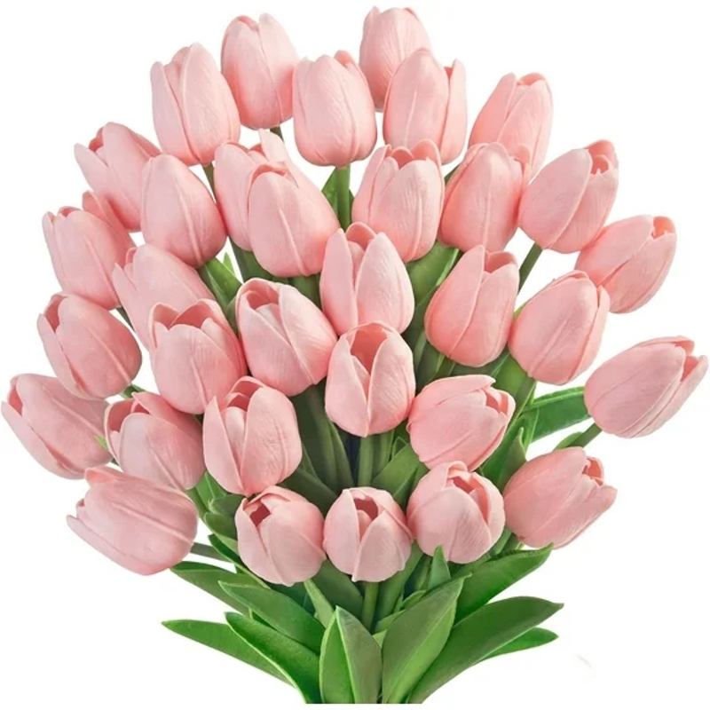 Two Tone Tulips