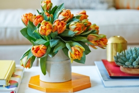 Two Tone Tulips
