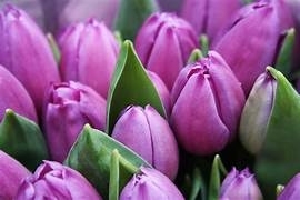Two Tone Tulips